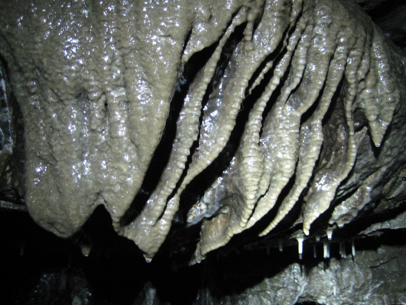 IMG_4682.JPG - Alien lifeform. North Vein level.