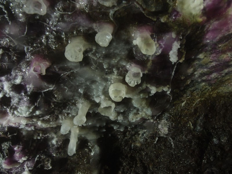 PA296644.JPG - Cobolt stained stalactites. Close up, about 1cm long. North Vein level.