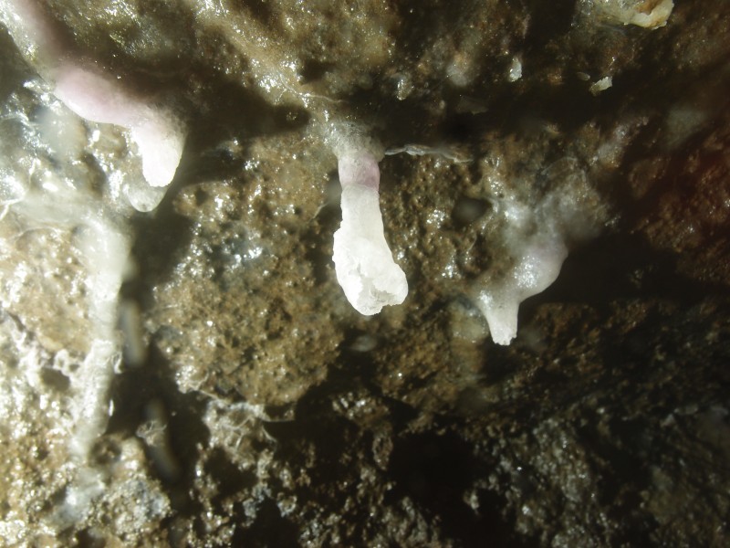 PA296646.JPG - Cobolt stained stalactites. Close up, about 2cm long. North Vein level.