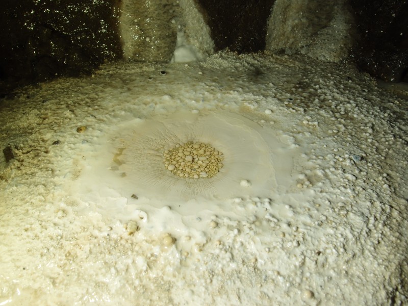 PA296677.JPG - Mine pearl nursery. Along Tynebottom A Level.