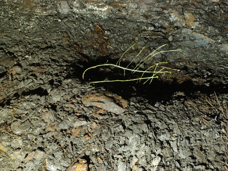P7259792.JPG - A few plants growing horizontally - reaching for the light, about 100m in.